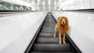 Aslan Köpek İnternette Ünlü Oluyor