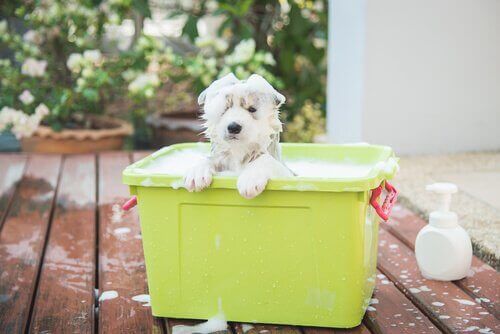 Köpeğiniz için En Uygun Şampuan