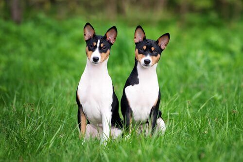 Yan yana duran iki basenji.