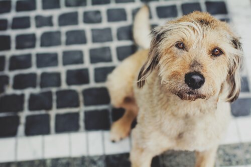 Köpeğinizi Grip Karşısında Korumak