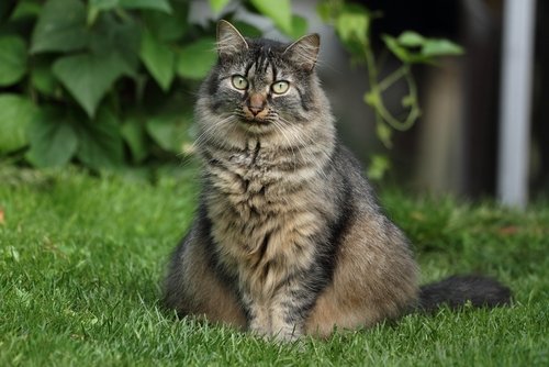 hamile kedi