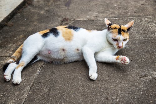 renkli hamile kedi sokakta yatıyor