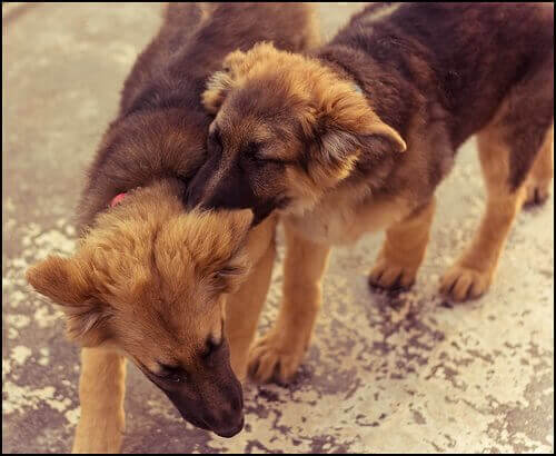 iki kardeş köpek oyun oynuyor