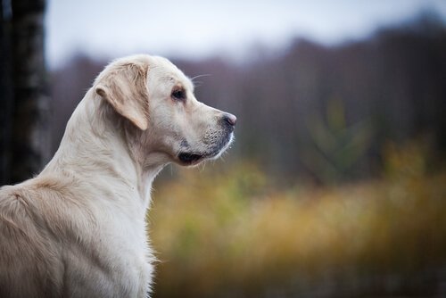 köpek sağlığı kalp mırıltısı