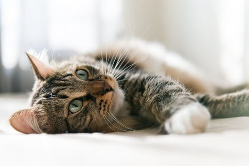 uzanan kedi