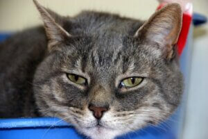 En Yaygın Kedi Hastalıkları Nelerdir?