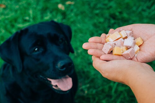 sahibi köpeğini besliyor