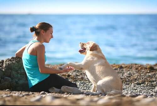 uslu köpek