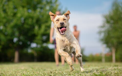 Hapishaneler İçin Köpek Terapisi