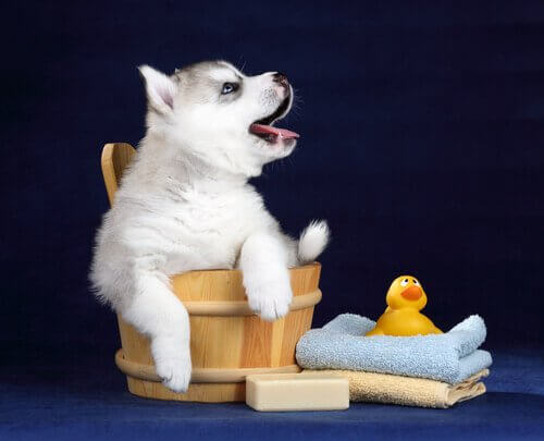 banyo kovasında ördeği ve havluları ile yavru köpek
