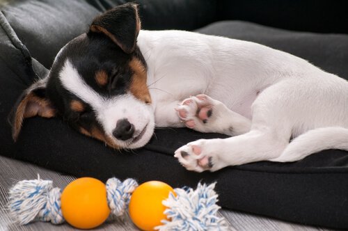 Kırık Kemikler: Köpeğiniz Kemiğini Kırarsa Ne Yapmanız Gerekir?
