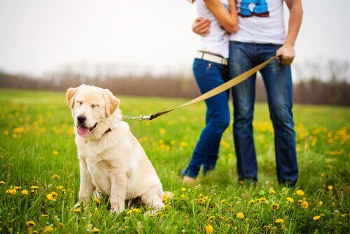 mutlu köpek ve çift