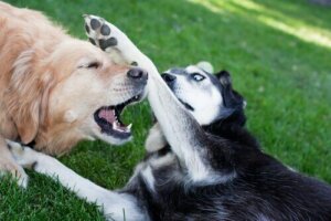 Köpek Dövüşü: Gizli Hayvan Zulmü
