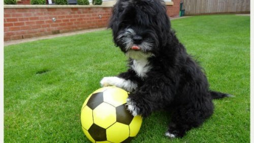 Futbol Oynayan Bir Köpek: Ronaldog