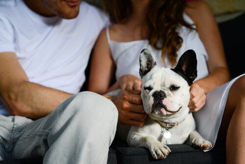 sahipleriyle oturan köpek