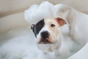 banyo yapan köpek