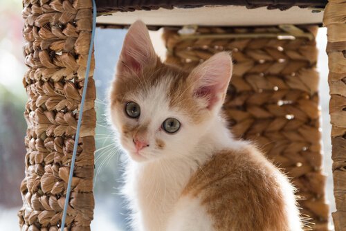 sarı beyaz kedi