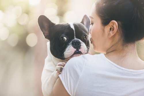 sahibinin kucağında duran köpek ve köpek satın almak