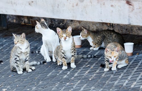 beş tane sokak kedisi