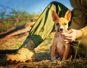 Hayvan Sorumluluğuna Sahip Olduğumu Anlama