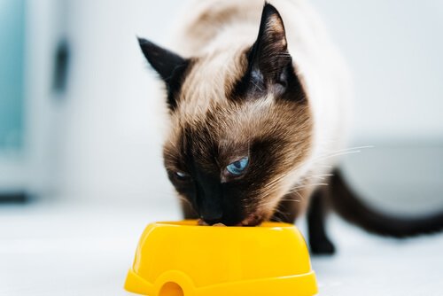 Su kasesinden su içen bir kedi.
