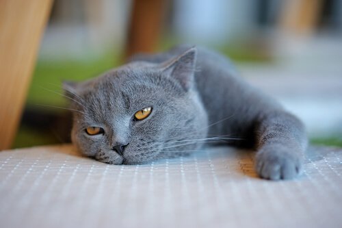 kedilerde kilo kontrolü