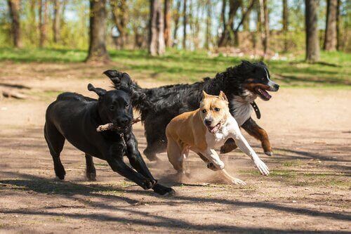 üç tane köpek dışarıda oyun oynuyor
