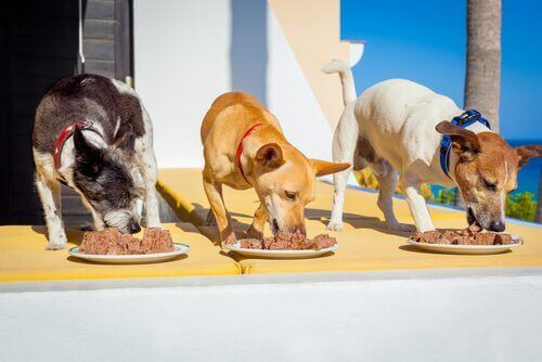 üç köpek mama yiyor 