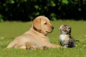 Uygun Köpek veya Kediyi Seçmemenin Tehlikeleri