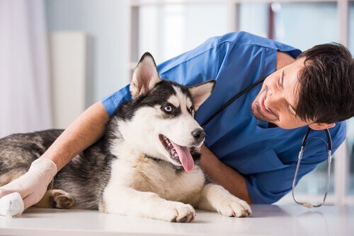 veteriner ile köpek