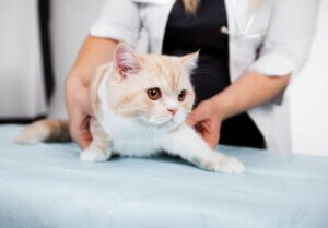 Dikkat! Veterinerdeki Yanlış Uygulamalar