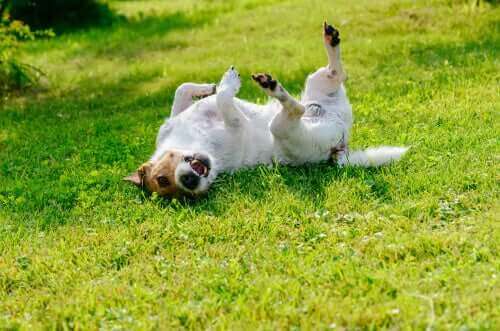 çimlerde yuvarlanan beyaz kahverengi köpek
