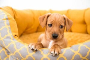Köpek Satın Almak: Kişiden Köpek Satın Almanın Riskleri