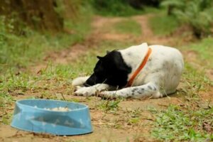 Hangi Hayvanlar Anoreksi Olabilir?