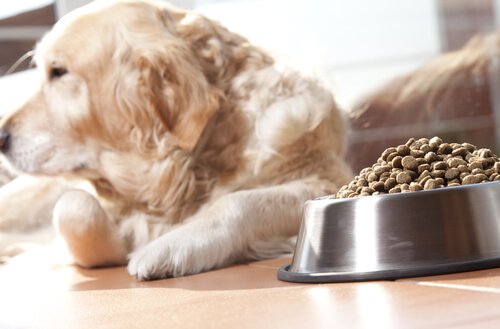 köpek mama yiyor