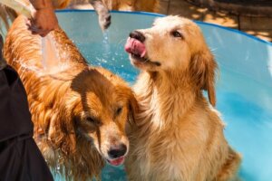 Köpek Kolonya ve Parfümleri: Yararlı mı Zaralı mı?