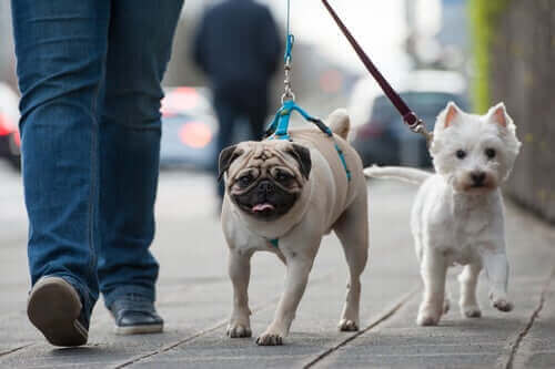 sokakta yürüyen köpekler