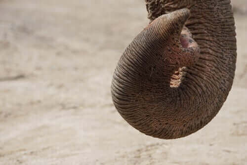 afrika fillerinde koku duyusu