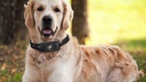 Köpekler İçin Akıllı Telefon: Köpeğinizi Arayın!