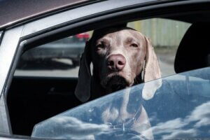 Neden Köpeğinizi Asla Arabada Bırakmamalısınız