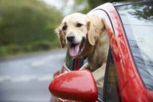 Araba penceresinden kafayı çıkarmış köpek