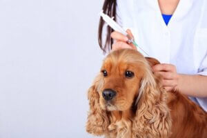 Köpek Aşıları: Aşıların Yan Etkileri
