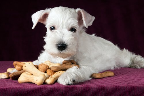 Köpeğiniz İçin Sağlıklı Atıştırmalıklar