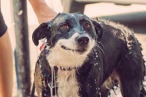 sevimli köpek banyo yapıyor