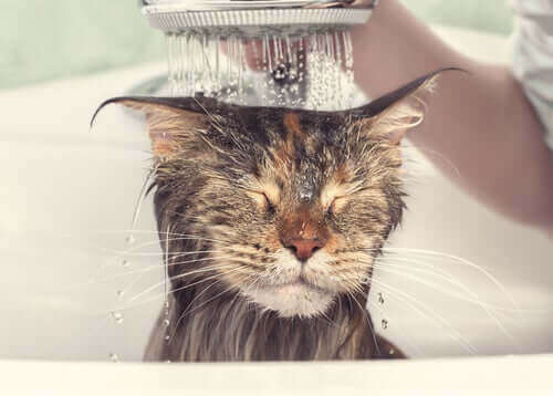 banyo yapan kedi