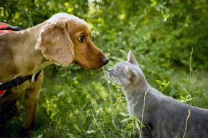 Köpekler ve Kediler Arkadaş Olabilir Mi?