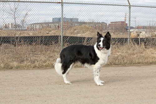 mikroçip takılan border collie
