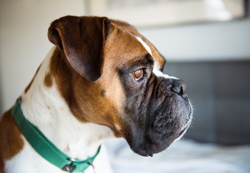 kısa burunlu köpek
