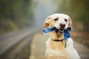 Köpeğinize Boyun Tasması Takma Yolları