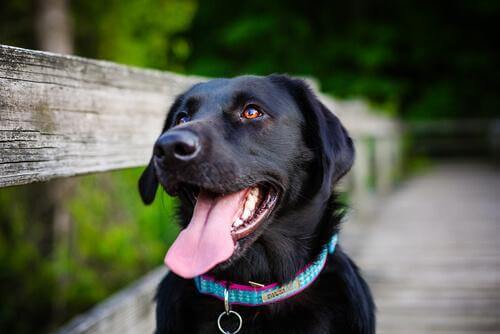 boyun tasması takan köpek